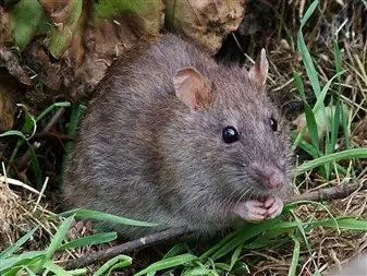rat , surmulot ratus norvégicus