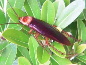 blatte américain.