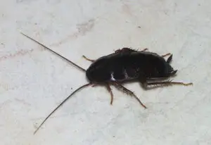 blatte orientale. commment avoir une élimination des cafards