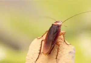 blatte germanique