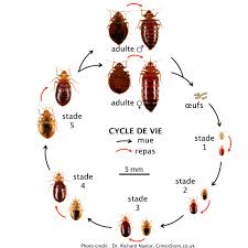 cycle de vie punaise de lit