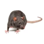 Dératisation Houilles