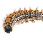 Chenille prossessionaire