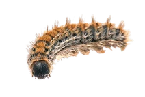 Chenille prossessionaire